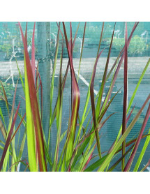 Panicum virgatum Squaw (3lt) Panicum virgatum Squaw (3lt)