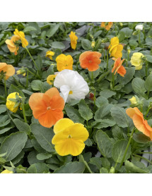 Winter Flowering Pansy Citrus Mix