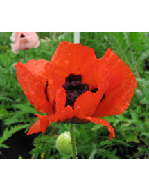 Papaver orientale Brilliant (1lt)