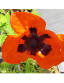 Papaver orientale Brilliant (1lt)