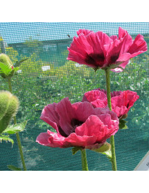 Papaver orientale Little Patty's Plum (2lt)