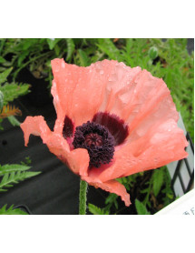Papaver orientale Princess Victoria Louise (0.8lt) Papaver orientale Princess Victoria Louise (0.8lt)
