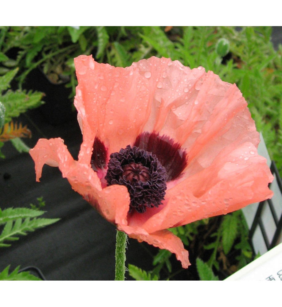 Papaver orientale Princess Victoria Louise (0.8lt)