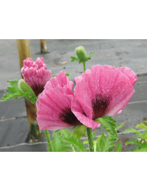 Papaver orientale Little Patty's Plum (2lt)