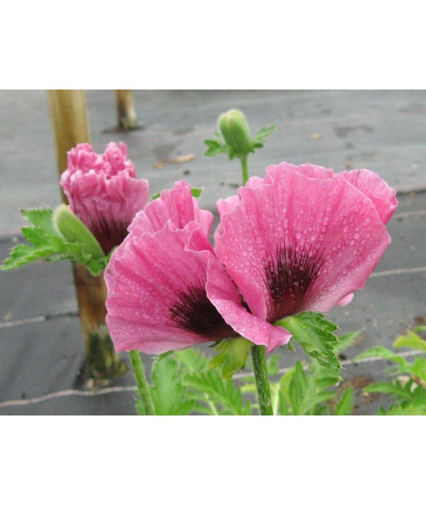 Papaver orientale Patty's Plum (0.8lt) Papaver orientale Patty's Plum (0.8lt)