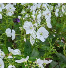 Parahebe catarractae Avalanche (1lt)