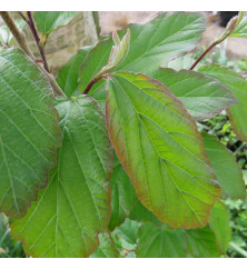 Parrotia persica Vanessa (20lt)