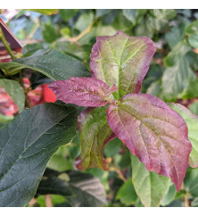 Parrotia persica Persian Spire (10lt)