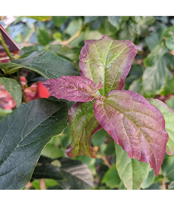 Parrotia persica Persian Spire (12lt)