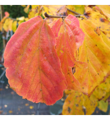 Parrotia persica Summer Bronze (20lt) Parrotia persica Summer Bronze (20lt)