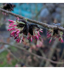 Parrotia persica Persian Spire (10lt) Parrotia persica Persian Spire (10lt)