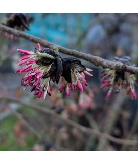 Parrotia persica Persian Spire (12lt)