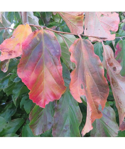 Parrotia persica (35lt)