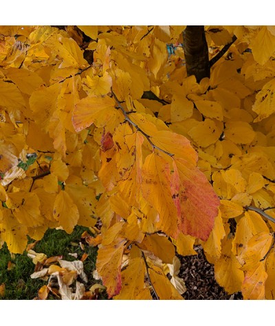 Parrotia persica (20lt)