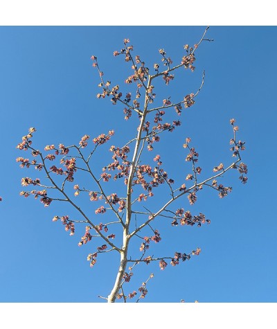 Parrotia persica (20lt)