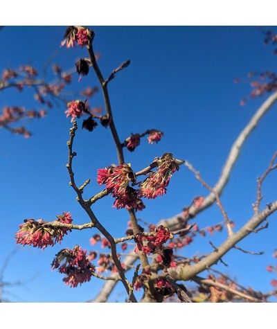 Parrotia persica (20lt)