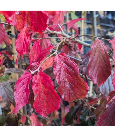 Parrotia persica Bella (12lt)