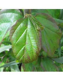 Parrotia persica Summer Bronze (13.5lt)