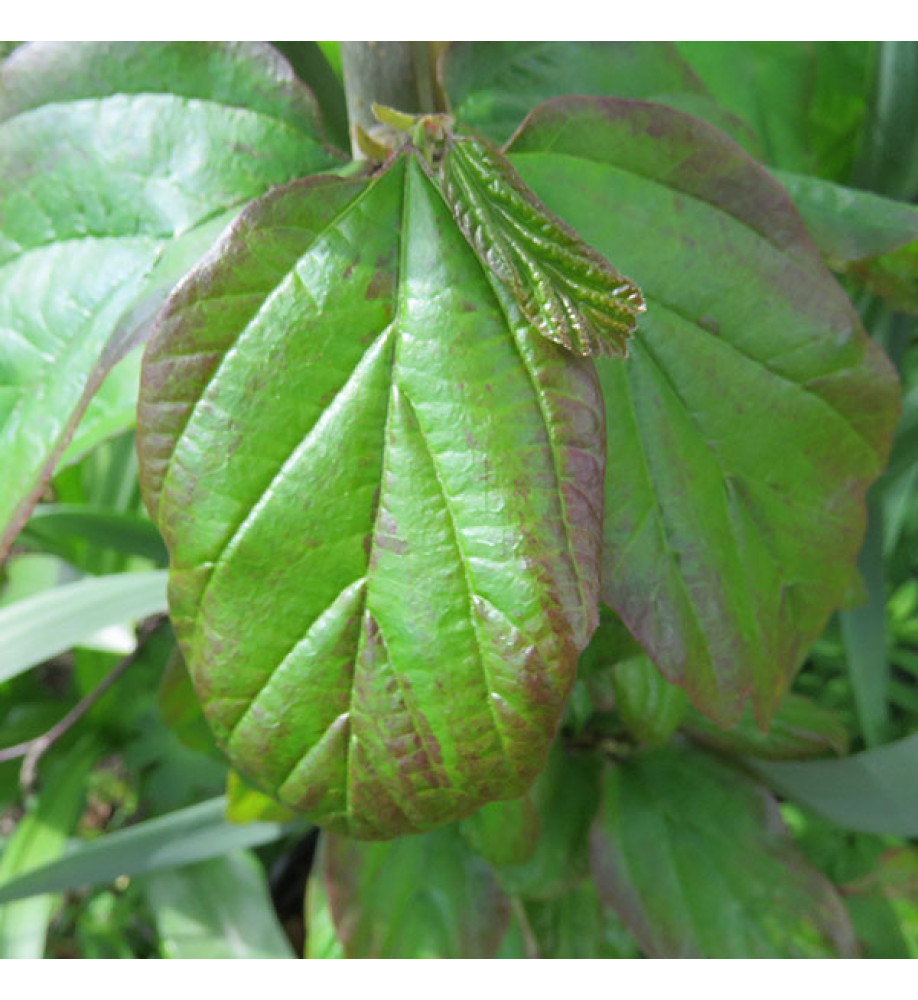 Parrotia persica Summer Bronze (13.5lt)