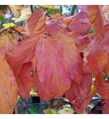 Parrotia persica Vanessa (20lt) Parrotia persica Vanessa (20lt)