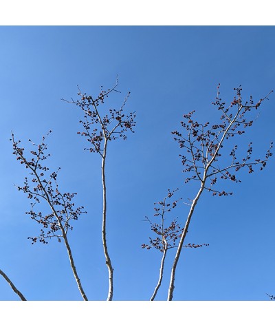 Parrotia persica (35lt)