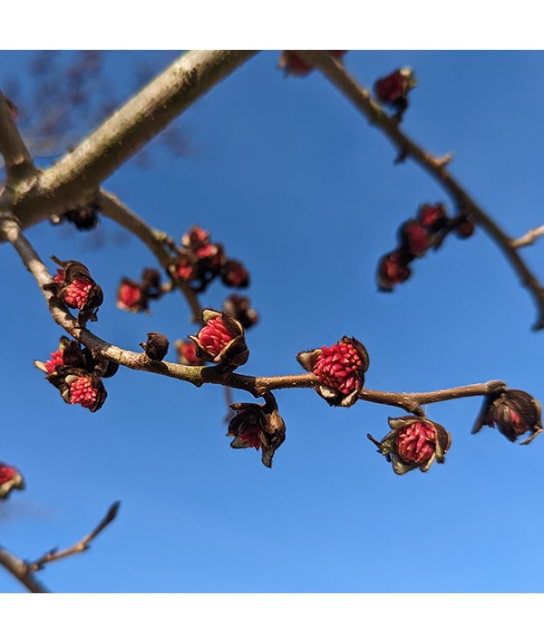 Parrotia persica (35lt)