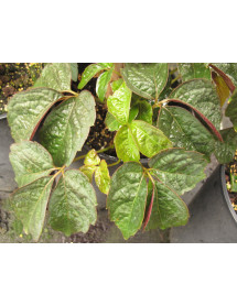 Parthenocissus himalayana rubrifolia (2lt)