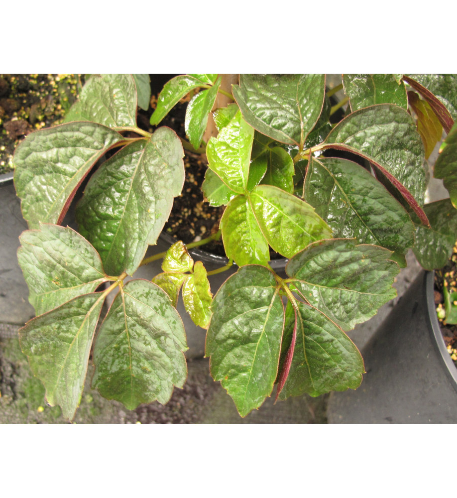 Parthenocissus himalayana rubrifolia (2lt)