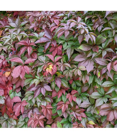 Parthenocissus quinquefolia (2lt)