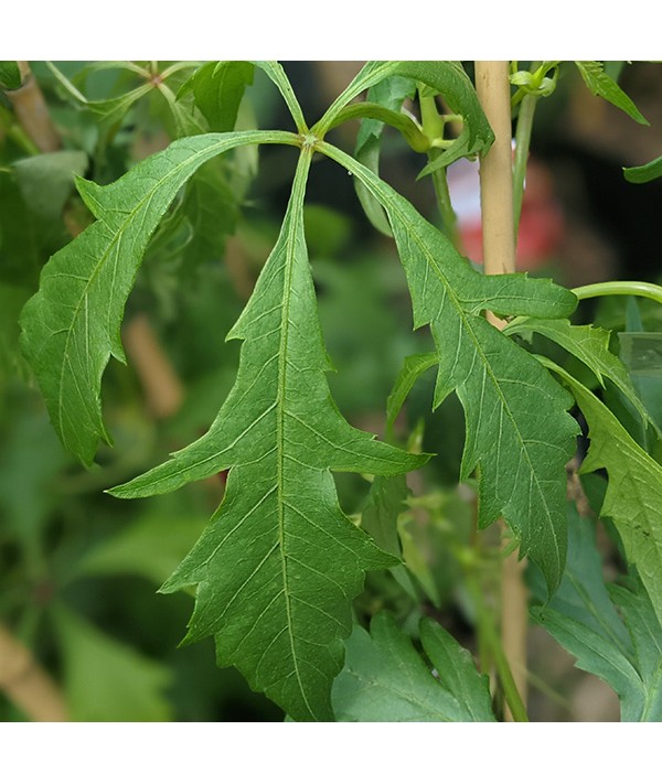 Parthenocissus quinquefolia Kirigami (3lt)