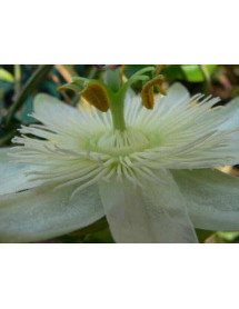 Passiflora caerulea Constance Eliott (2lt)