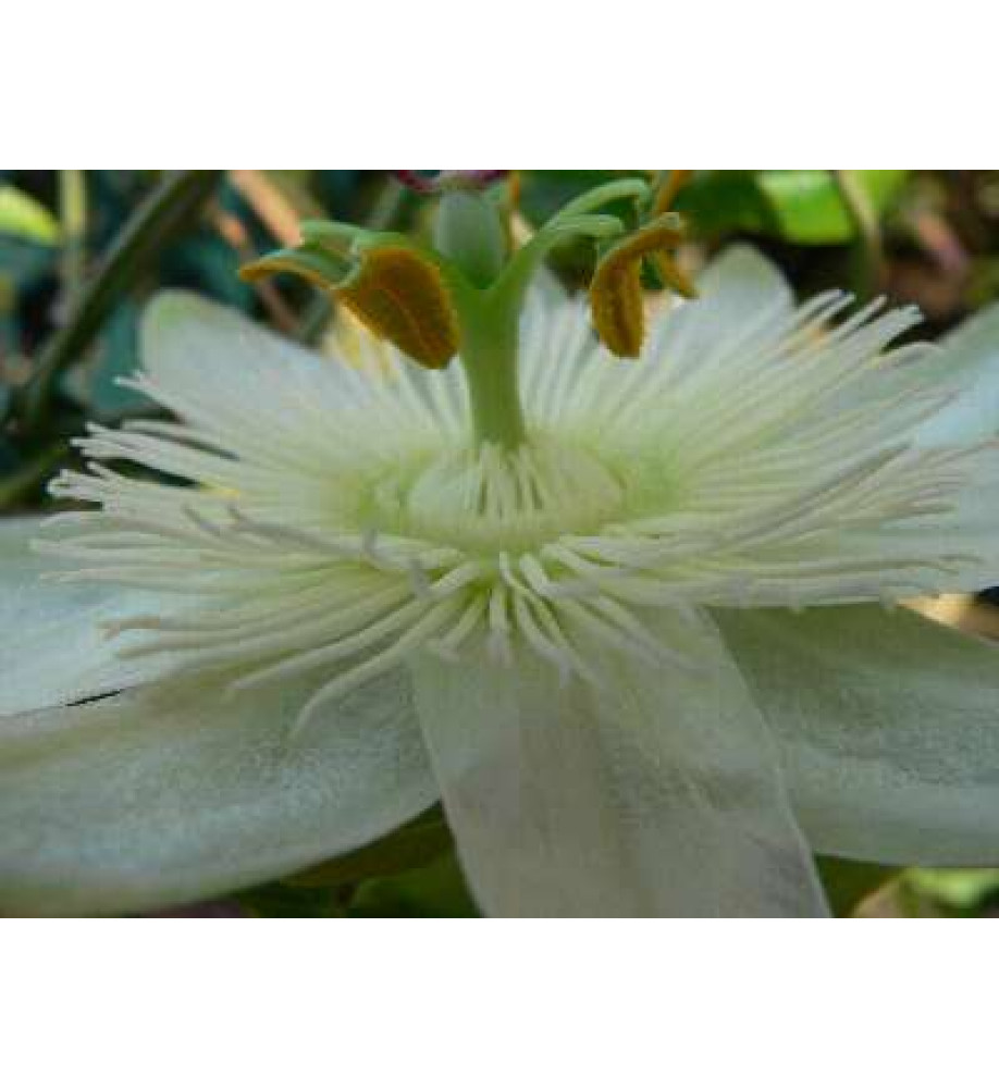 Passiflora caerulea Constance Eliott (2lt)