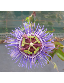 Passiflora Purple Haze (3lt) Passiflora Purple Haze (3lt)