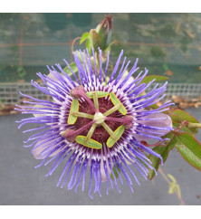 Passiflora Purple Haze (3lt)