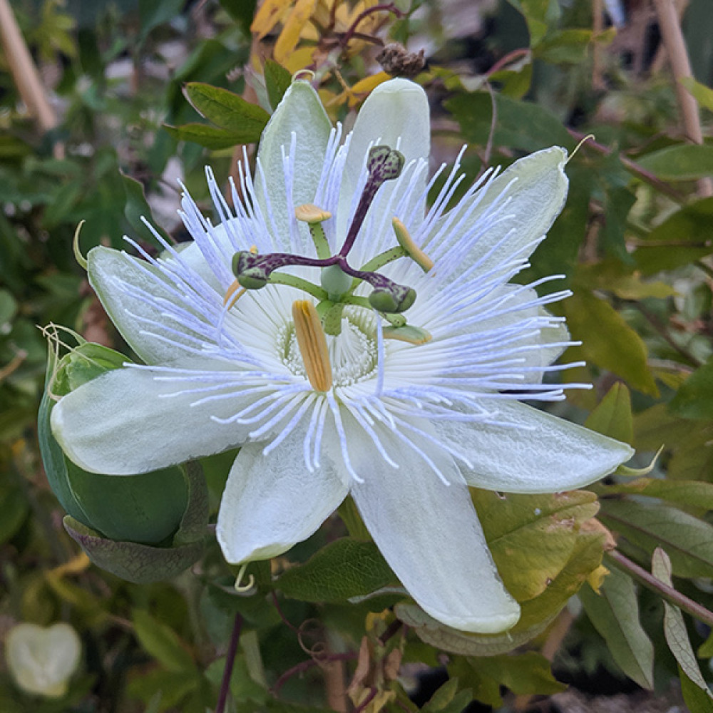 Passiflora Snow Queen (3lt)