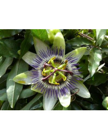 Passiflora caerulea (2lt)