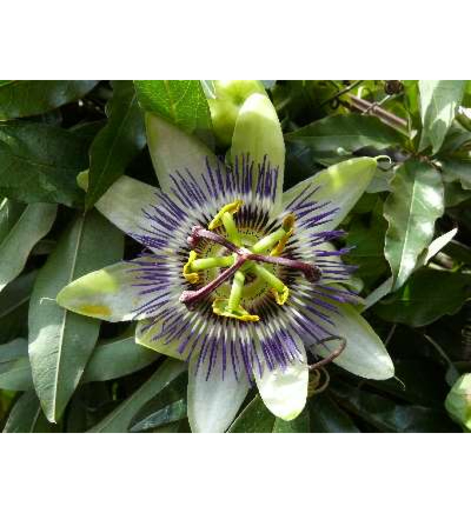 Passiflora caerulea (2lt)