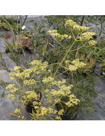 Patrinia aff punctiflora (1.5lt)