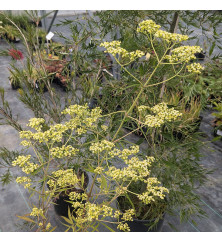 Patrinia aff punctiflora (1.5lt)
