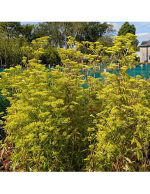 Patrinia aff punctiflora (1.5lt) Patrinia aff punctiflora (1.5lt)