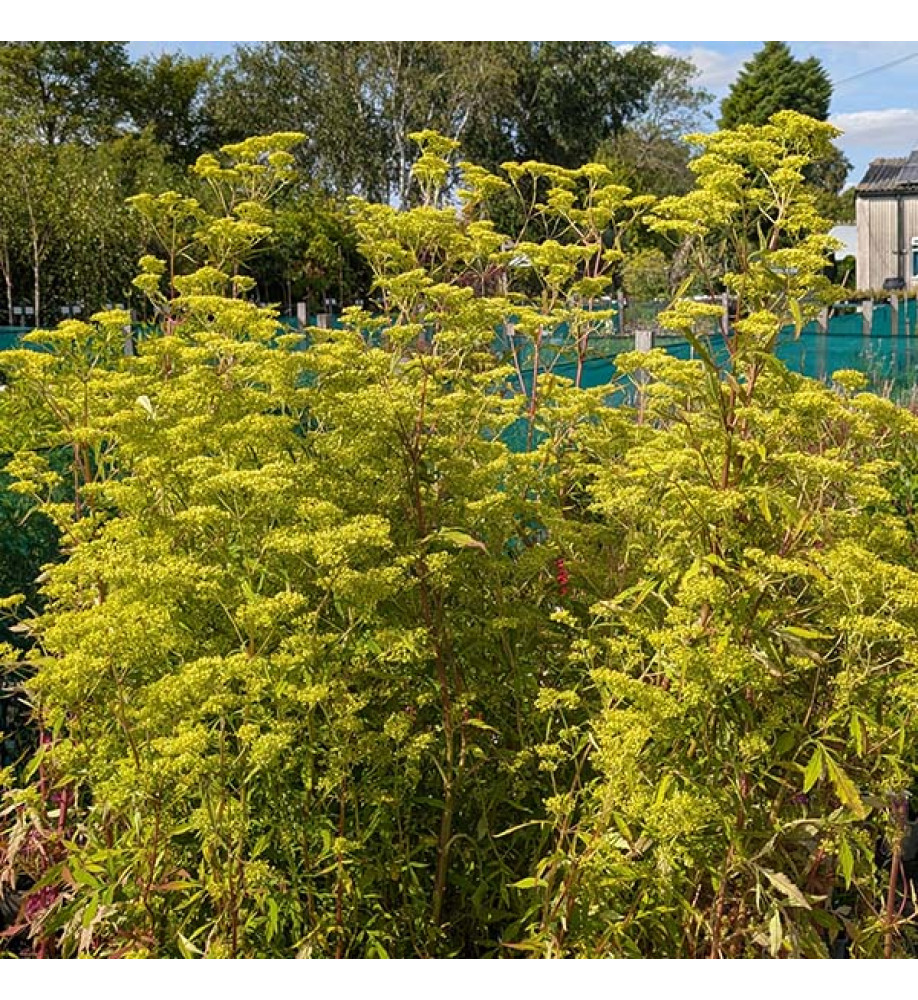 Patrinia aff punctiflora (1.5lt)