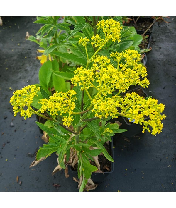 Patrinia scabiosifolia (1.5lt)