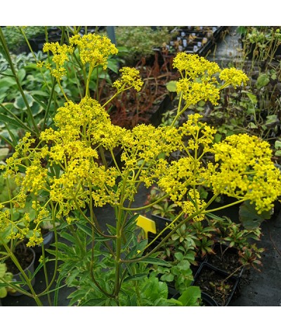 Patrinia scabiosifolia (1.5lt)