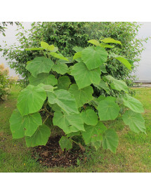 Paulownia tomentosa (7lt) Paulownia tomentosa (7lt)