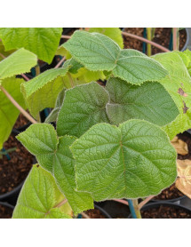 Paulownia kawakamii (3lt)