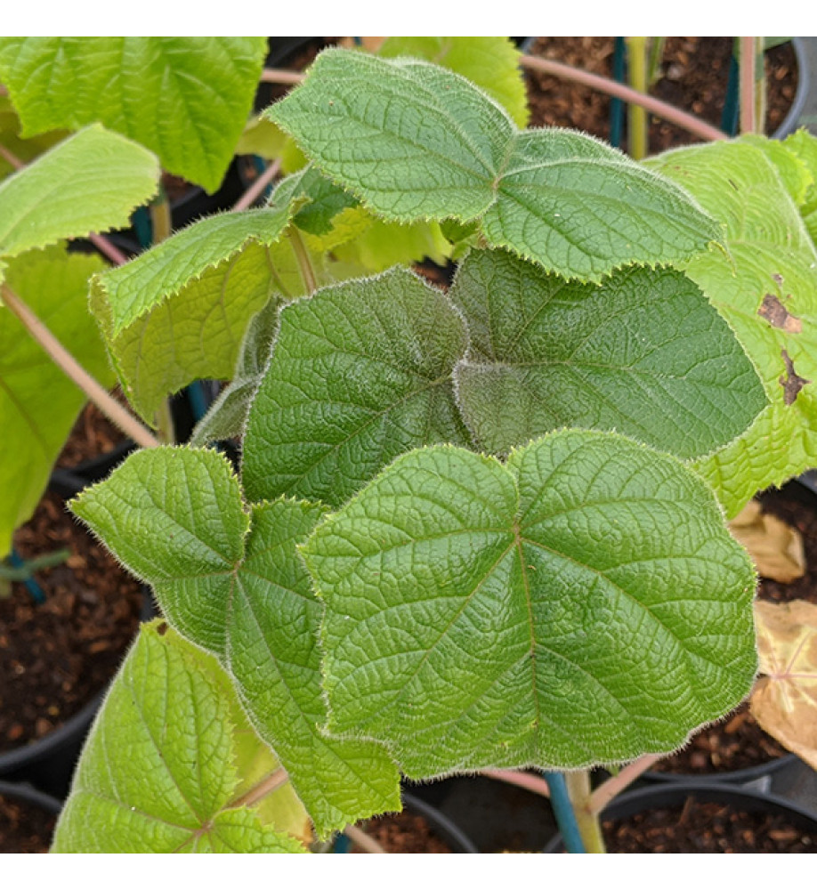 Paulownia kawakamii (3lt)