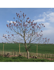 Paulownia tomentosa (20lt)