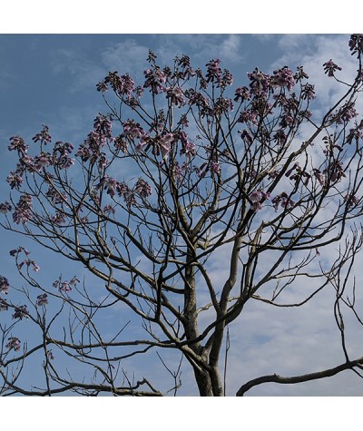 Paulownia tomentosa (2lt)