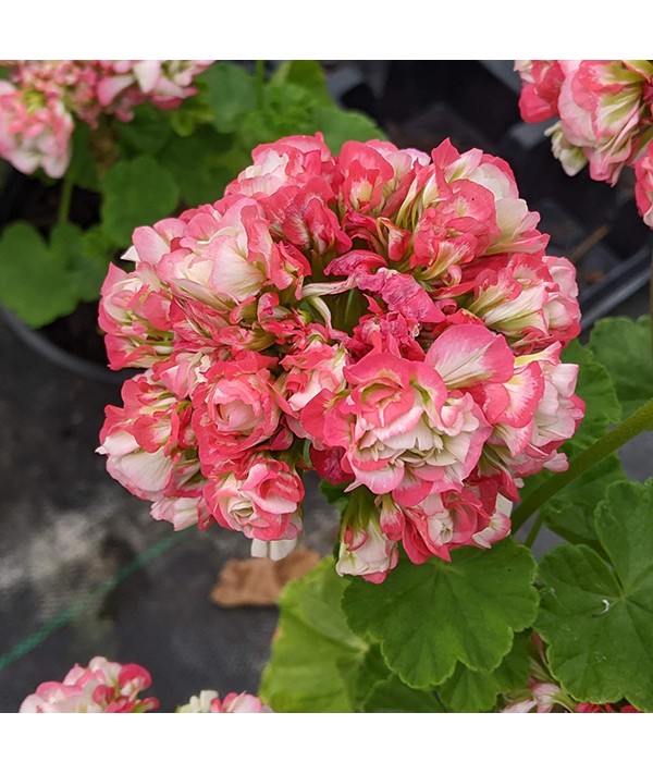 Pelargonium Apple Blossom Rosebud (0.8lt)