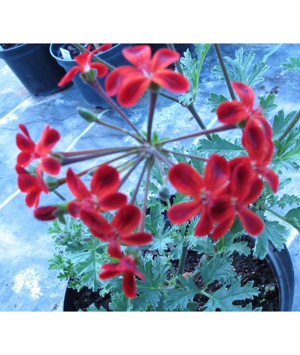 Pelargonium Ardens (2lt)